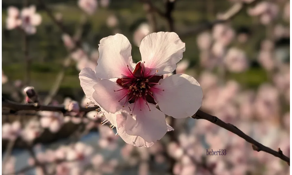 Des fleurs à Cáceres (Espagne)