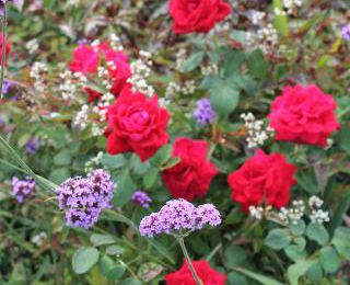 Rosier rouge, verveine de Buenos Aires et persicaire 'Red Dragon'
