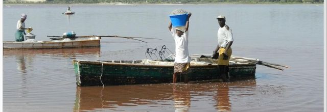 LE  RAMASSAGE  DU  SEL  AU  LAC  ROSE 