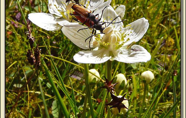 Flore des Pyrénées (Images de mon ancien blog, année 2009)