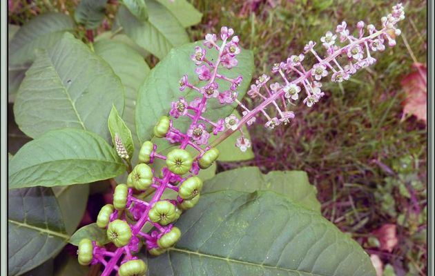 Flore des Pyrénées (Images de mon ancien blog, année 2010)