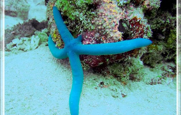 Etoile de mer bleue, Linckia bleue, Etoile-comête bleue, Blue sea-star, Blue Linckia (Linckia laevigata) - Spot Sugar Man - Tsarabanjina - Mitsio - Madagascar