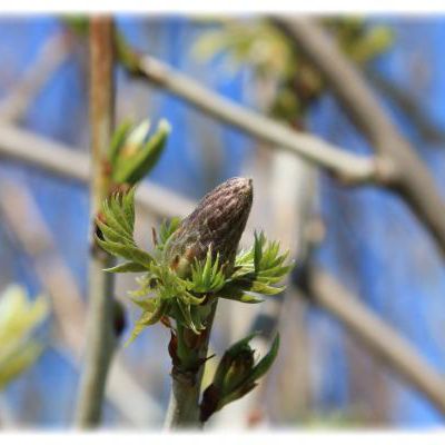 Premier petit bonheur de jardin de l'année :o)