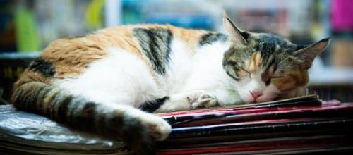 Des chats et des livres