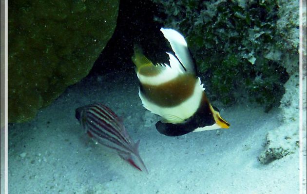 Poisson cocher du Pacifique ou Hénioche bouche d'or ou Taurillon à trois bandes, Threeband pennantfish (Heniochus chrysostomus) - Lagon de la Pension Kuriri - Maupiti - Polynésie française