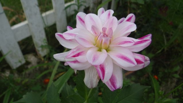 Bulbes d' Eté Versus Bulbes de Printemps, Novembre, le Mois du Grand Changement
