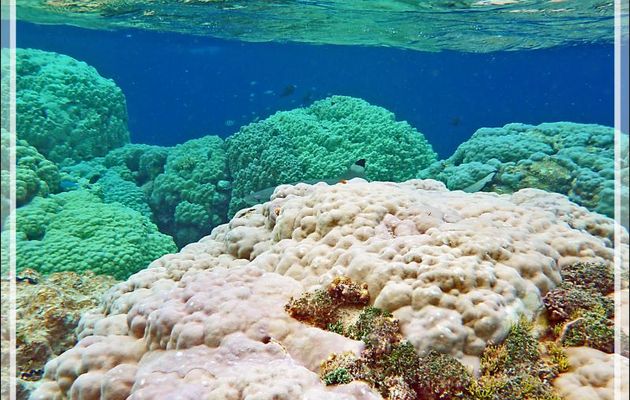 Chasse au requin pointes noires - Atoll de Fakarava - Tuamotu - Polynésie française