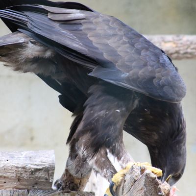 le repas d'un aigle royal
