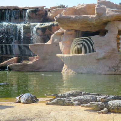  Crocoparc Agadir – Une Aventure Unique au Cœur du Monde des Reptiles avec Face Tours