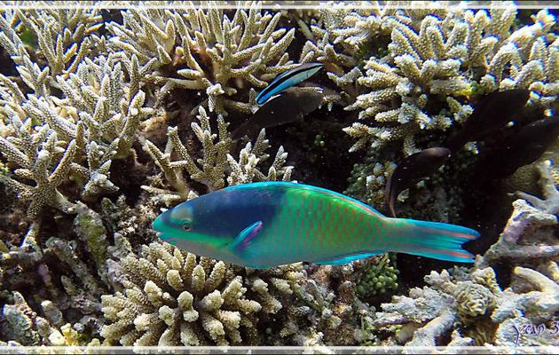 Perroquet à cinq selles ou Perroquet sale, Fivesaddle parrotfish (Scarus scaber) - Athuruga - Atoll d'Ari - Maldives