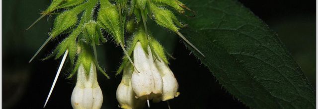 Consoude Officinale (1) - Symphytum officinale