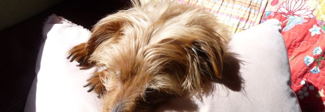 Woopy, Giordano mes amours de poilus
