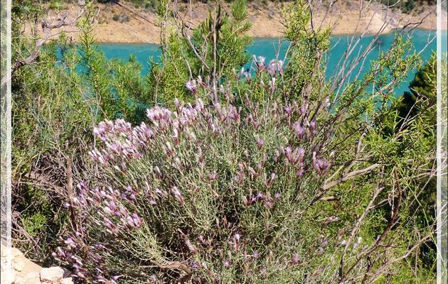 Fleur inconnue (centaurée ?) et ses occupants - Mont-Rebei - Espagne