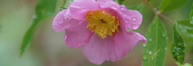 Un jour, une rose : Rosa Palustris