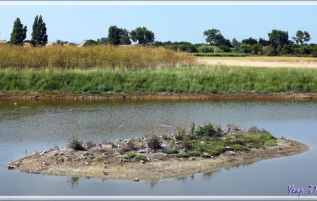 L'îlot aux Sternes pierregarins ou Hirondelles de mer ou Estorlets (Sterna hirundo) - La Couarde-sur-Mer - Île de Ré - 17