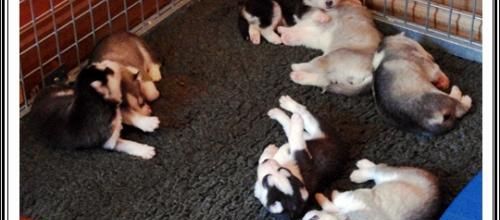 Portées Féanor et Fanouk (25 février 2014)