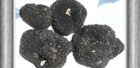 Récolte truffes d'été 