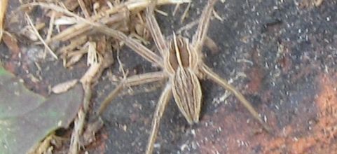 Les Araignées