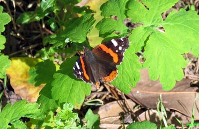 un papillon en Octobre