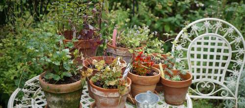 Petit jardin en pot