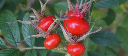les fruits du jardin