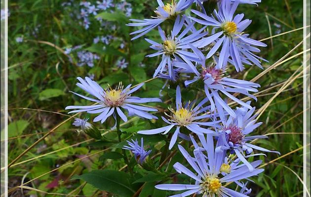 Aster ponceau, Red-stemmed aster (Aster puniceus) - Petit Lac Preston - Duhamel - Outaouais - Québec - Canada