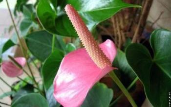 L'anthurium