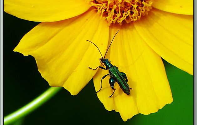Oedémère noble mâle (oedemera nobilis) que je surnomme "Jojo grosses cuisses" - Lartigau - Milhas - 31
