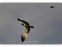 Aigle botté et un invité de passage...