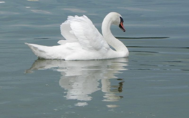 mon cygne du jour en reflets !