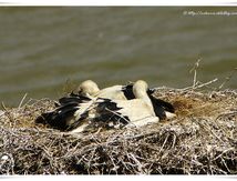 Cigognes blanches - Ciconia ciconia - White Stork