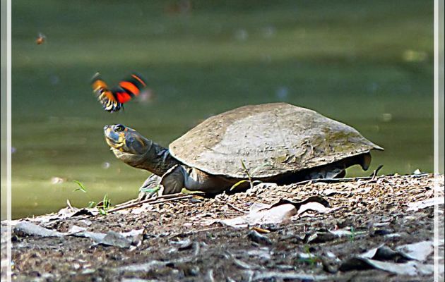 La tortue de l'Amazone à taches jaunes reçoit de la visite : guêpe et Papillon BD ou Cynosura Quatre-vingt-huit (Callicore cynosura) - Inkaterra Hacienda Concepcion - Puerto Maldonado - Pérou