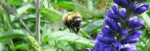 une abeille qui ...