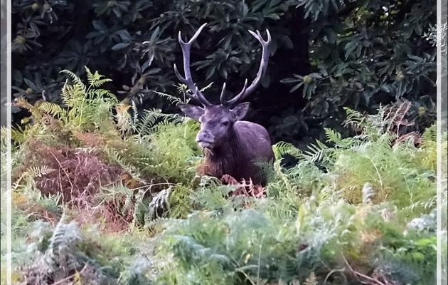 30/09/2019 de 19 h 45 à 20 h 05  : brame du cerf - Lartigau - Milhas - 31