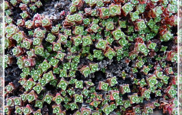 Saxifrage à feuilles opposées, Purple saxifrage (Saxifraga oppositifolia) - Beechey Island (Péninsule de Devon Island) - Nunavut - Canada