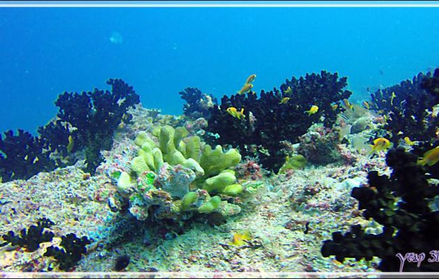 Spongiaires (? ) - Thudufushi Thila - Atoll d'Ari - Maldives