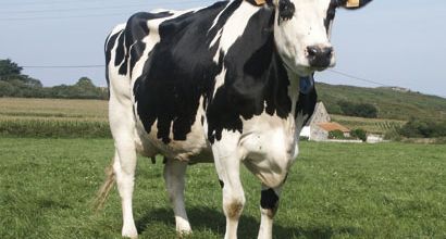 Une vache heureuse ... 