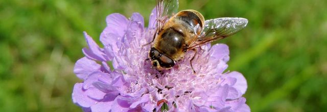 une abeille - mouche sur une fleur : scabieuse