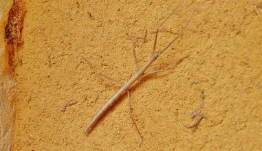 Insecta - Phasmatodea - Phasmatidae - Carausius morosus - Phasme Bâton ou bâton du diable
