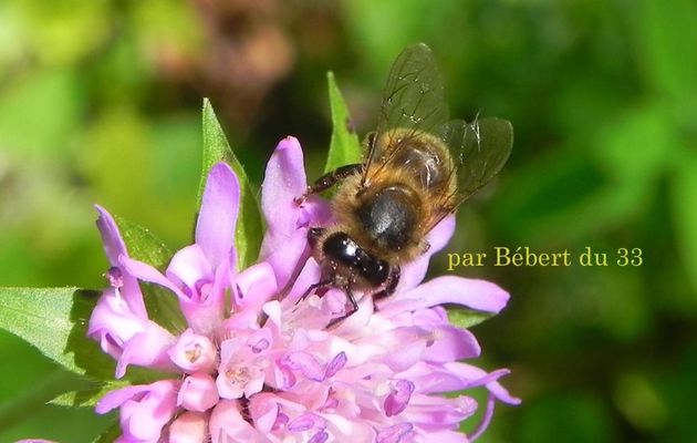 abeilles et fleurs en macros