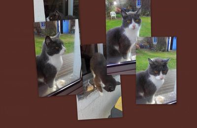  la journée des animaux  nos amis 