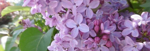 Les fleurs du samedi....