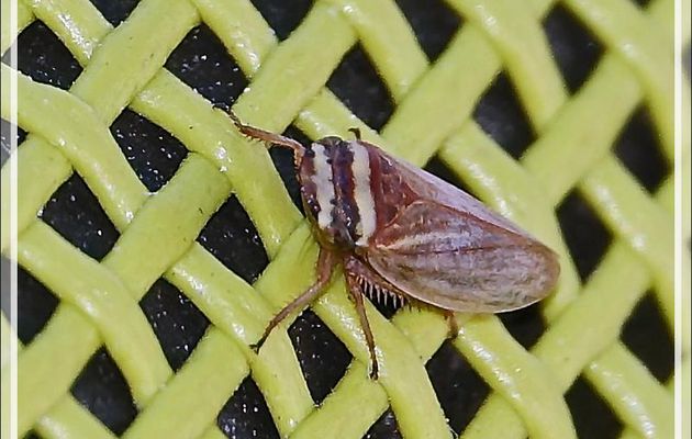 Cicadelle Aphrodes makarovi (ou Aphrodes bicinctus) - La Couarde-sur-Mer - Ile de Ré - 17