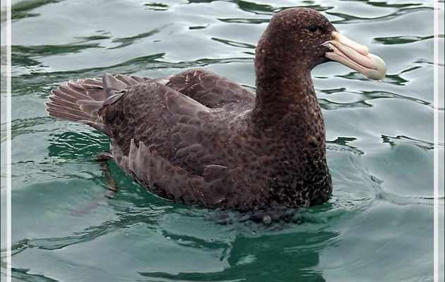 Pétrel géant juvénile, Southern Giant Petrel (Macronectes giganteus) - Cooper Bay - Géorgie du Sud