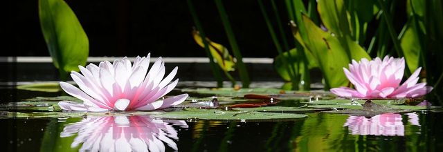 Position du lotus