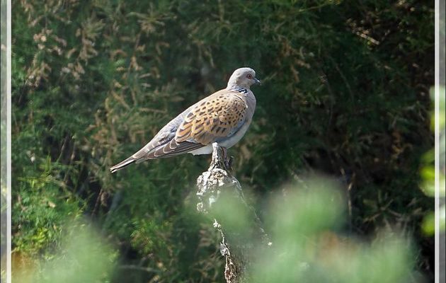 Tourterelle des bois, European Turtle Dove (Streptopelia turtur) - La Couarde-sur-Mer - Ile de Ré - 17