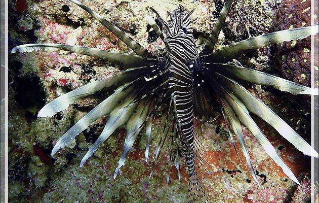 Rascasse volante, Poisson scorpion, Poisson lion, Ptérois volant, Common lionfish, Devil firefish (Pterois miles) - Baleine - Tsarabanjina - Mitsio - Madagascar