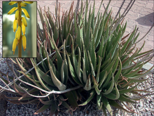 L'aloe vera contre les coups de soleil...