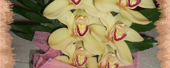 Orchidée pour la fête des mères