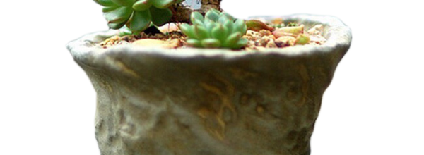 ѼVegetation